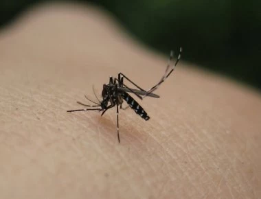 Τι κάνει ορισμένους ανθρώπους πιο… θελκτικούς στα κουνούπια;